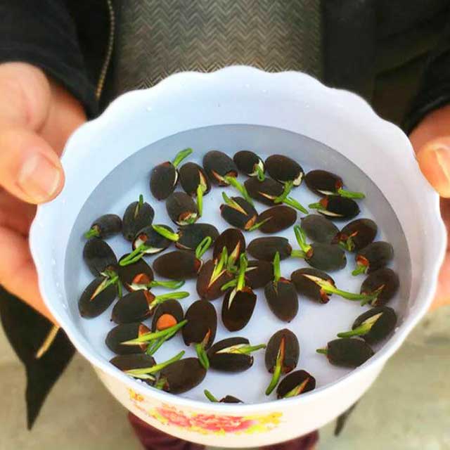 Hạt sen mini có tỉ lệ nảy mầm cao