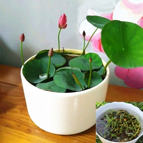 Thêm dung dịch dinh dưỡng cho sen mini