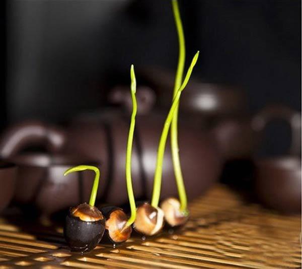Hạt sen mini sau vài ngày ngâm nước