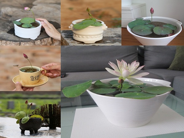 Sen mini 7 màu đa dạng sắc thái
