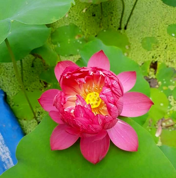 Bông hoa sen mini Nhật Bản nở rộ