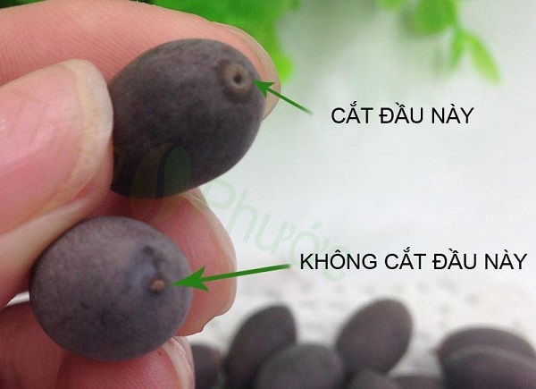 Mài hoặc cắt nhẹ vỏ hạt sen mini