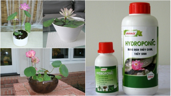 Trồng sen mini bằng phương pháp thủy canh