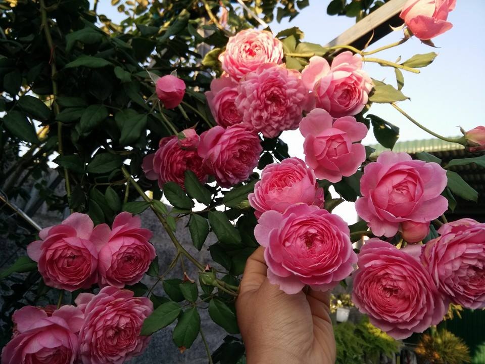 Vẻ đẹp của hoa hồng leo Pháp không một ai có thể chối từ