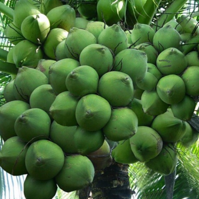 Trồng dừa xiêm lùn không bán trái chỉ bán cây thu 400 triệunăm