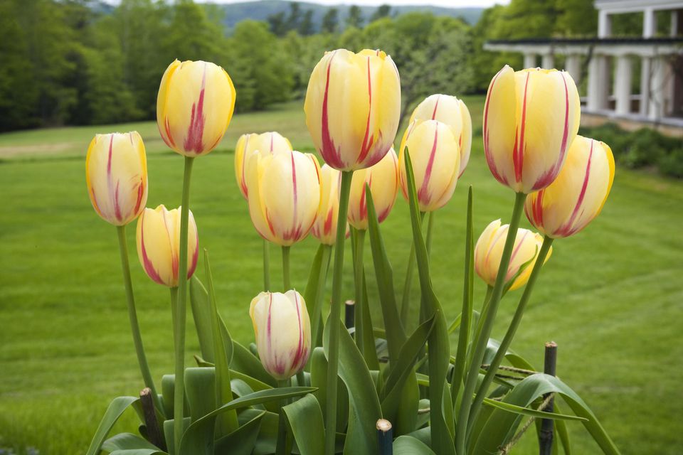 hoa tulip