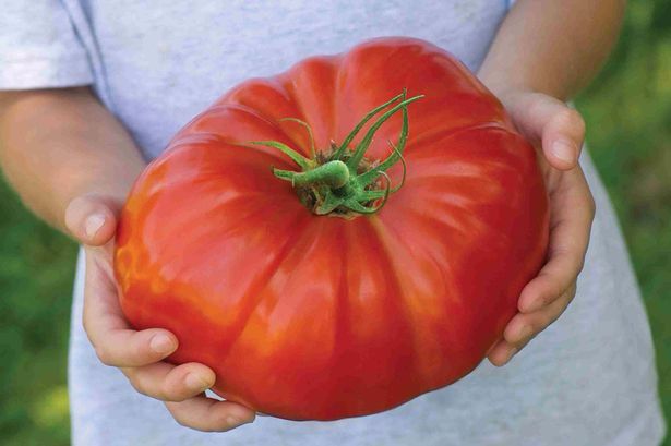 cà chua khổng lồ