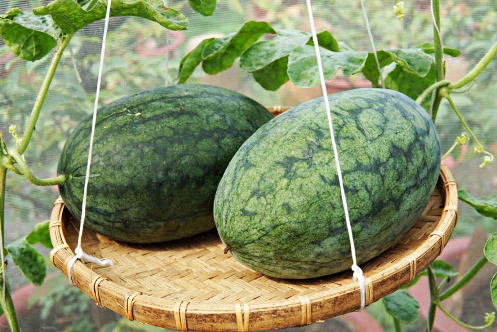 vườn dưa hấu
