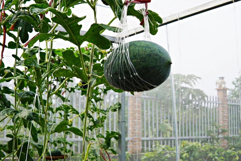 dưa hấu treo giàn