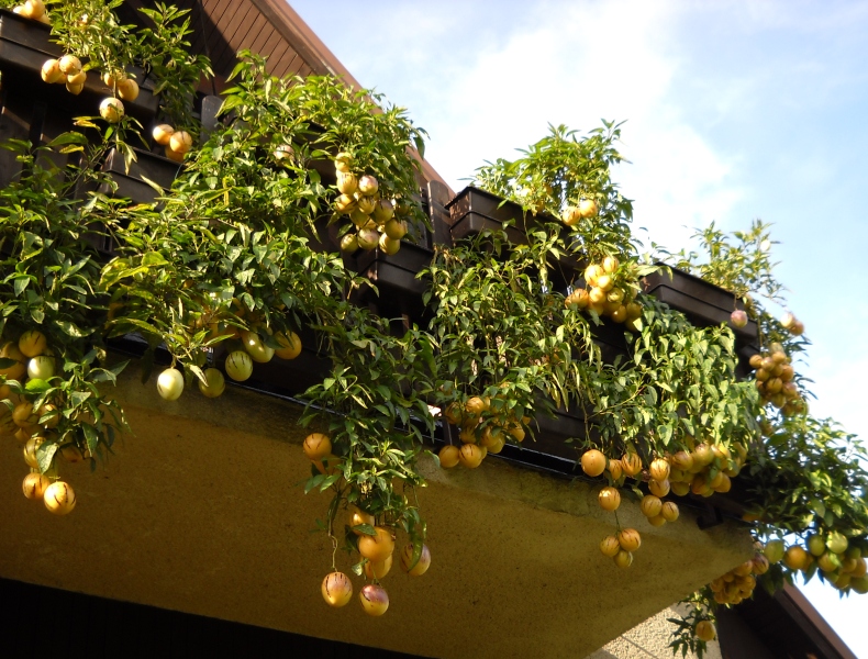 trồng dưa pepino tại nhà