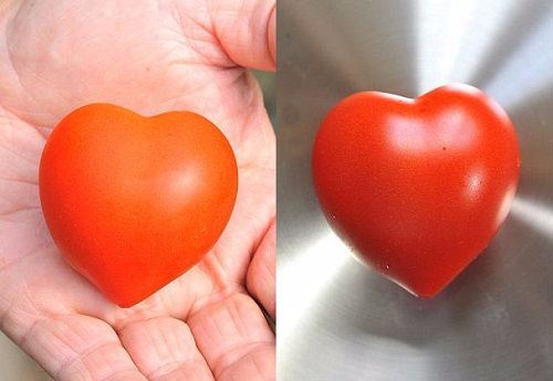 cà chua trái tim