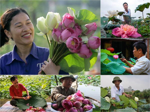 Hoa sen bách diệp là một loại hoa rất đẹp và mang ý nghĩa sâu sắc trong văn hoá Việt Nam. Nếu bạn yêu thích hoa sen, bạn không thể bỏ qua hình ảnh đẹp của hoa sen bách diệp. Hãy chiêm ngưỡng và cảm nhận sự tinh tế trong từng cánh hoa.