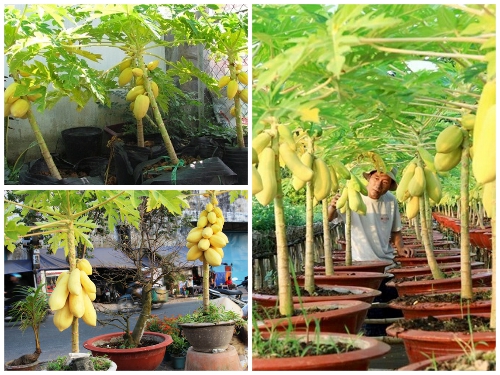 Học Lỏm Bí Kíp Trồng Đu Đủ Vàng Lùn Vô Chậu Siêu Độc Lạ Học Lỏm Bí Kíp Trồng Đu Đủ Vàng Lùn Vô Chậu Siêu Độc Lạ
