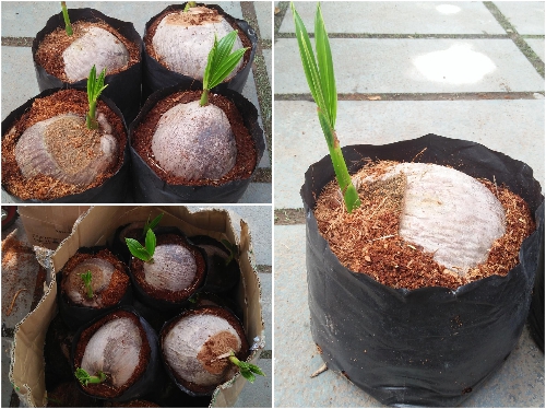Cây Giống Dừa Xiêm Dứa Lùn (Xiêm Dứa) Cây Giống Dừa Xiêm Dứa Lùn (Xiêm Dứa)