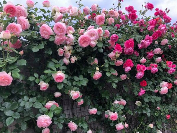 Hạt Giống hoa hồng leo Pháp: Nếu bạn muốn trồng hoa hồng leo Pháp tại nhà, hạt giống này sẽ là một lựa chọn hoàn hảo. Với những giá trị đặc biệt của mình, hoa hồng leo Pháp sẽ mang đến cho khu vườn của bạn một nét tinh tế và độc đáo.