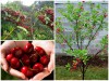 Cây Cherry Mỹ Không Khó Trồng Ở  Việt Nam