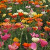 Hạt Giống Hoa Poppy Kép Vàng