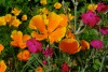 Hạt Giống Hoa Poppy Kép Vàng
