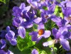 Hạt Giống Hoa Viola Xanh