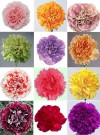 Hạt Giống Hoa Cẩm Chướng Lùn - Chùm Nhiều Màu