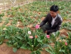 Trọn bộ sản phẩm trồng và chăm sóc hạt giống hoa đồng tiền