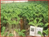 Trọn bộ trồng và chăm sóc hạt giống cải xoăn Kale khổng lồ
