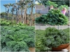 Trọn bộ trồng và chăm sóc hạt giống cải xoăn Kale khổng lồ